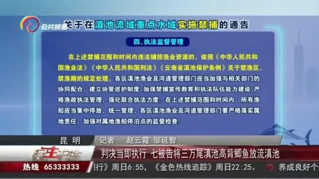 判决当即执行,七被告将三万尾滇池高背鲫鱼放流滇池