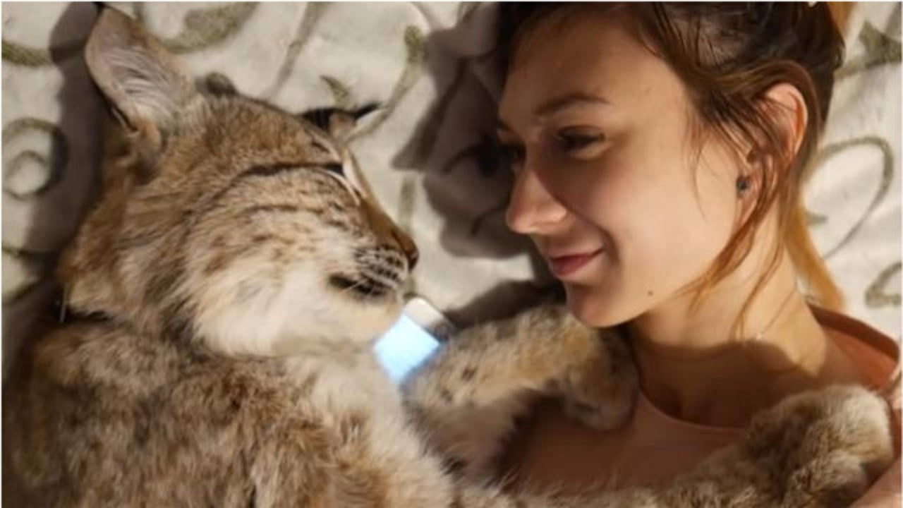凶猛的猞猁在美女怀中变成乖宝宝任由美女主人亲亲嘴让人羡慕
