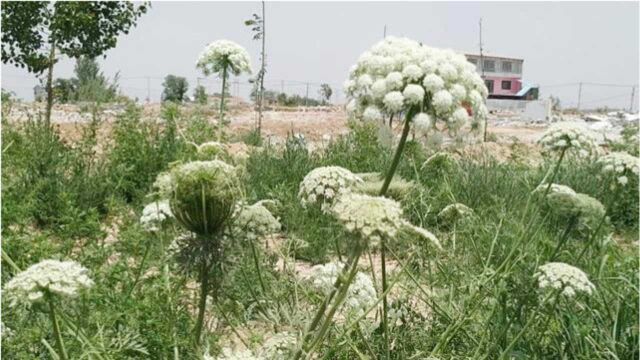 下班回村路上发现几株蛇床草:也叫野胡萝卜,在其附近会有蛇出没