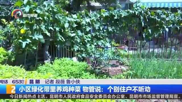 小区绿化带里养鸡种菜 物管说:个别住户不听劝