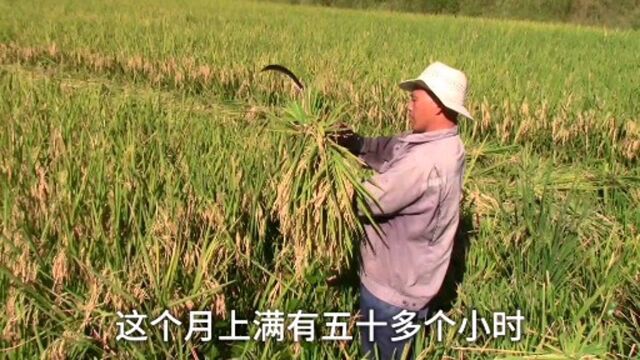 秋收季节,记录农村割谷子全过程,让孩子看完这个视频就知道粒粒皆辛苦