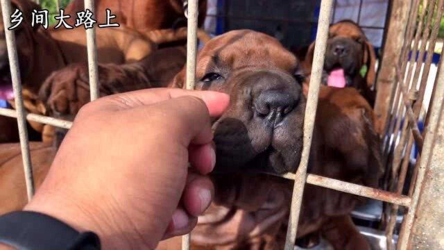 好狗主人卖着都硬气,2个月杜莎给650块不卖,大家看值不值这个价