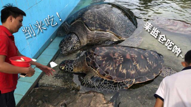 硇洲200斤的天然海龟像牛一样大,㓥来吃?小心坐监仓!