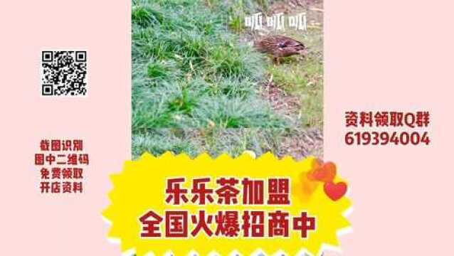 乐乐茶加盟怎么样?乐乐茶加盟电话,乐乐茶怎么加盟?