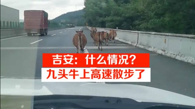 吉安:什么情况?九头牛上高速散步了