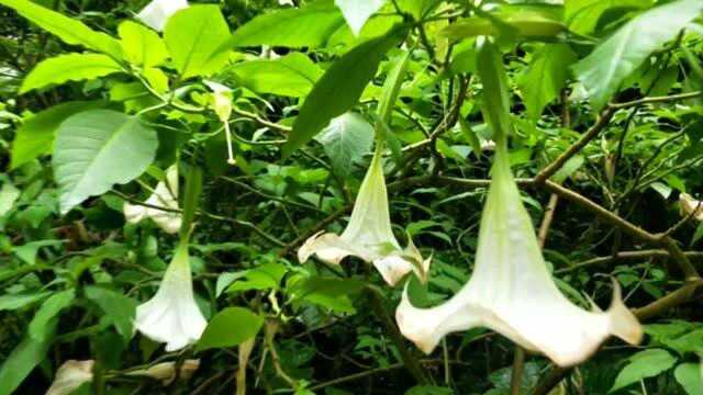 动植物科普,本期出现的有木本曼陀罗,大花紫薇,盐肤木