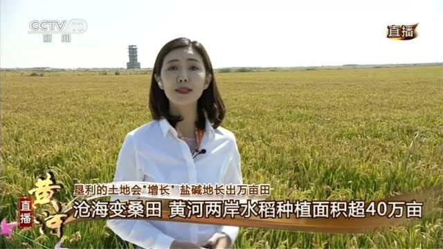 九曲黄河 水润齐鲁丨山东台记者李丛丛带你看盐碱地长出万亩水稻