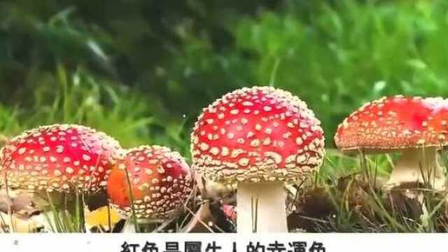 2020年,生肖牛,旺财运事业运的四种颜色,有利财运,事业,感情