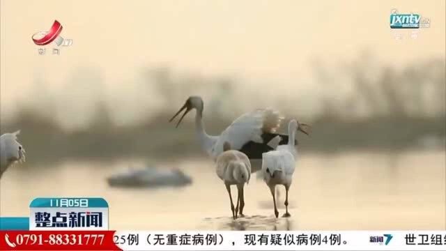 鄱阳县:鄱阳湖湿地迎来越冬候鸟迁徙高峰