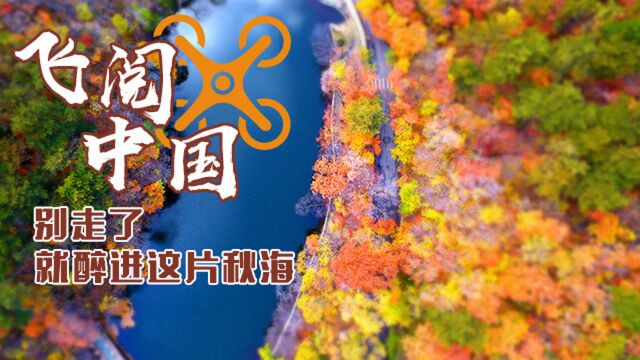 【“飞阅”中国】别走了 就醉进这片秋海