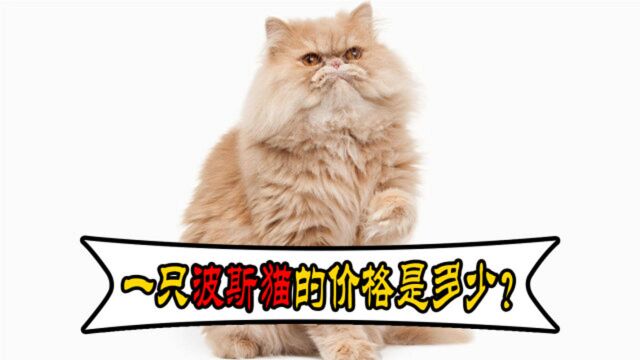 纯种波斯猫多少钱一只?