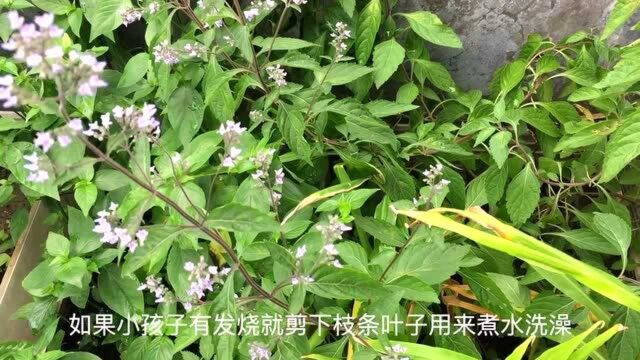 屋顶种植把屋顶变成水果园