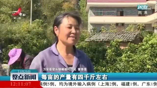 万安:电商助力横塘脐橙千里“飘香”