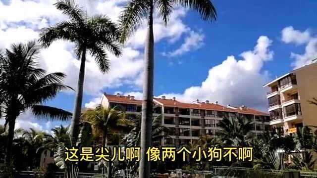 沈阳老两口选择了海南岛的万宁兴隆镇过冬,看看过的如何?