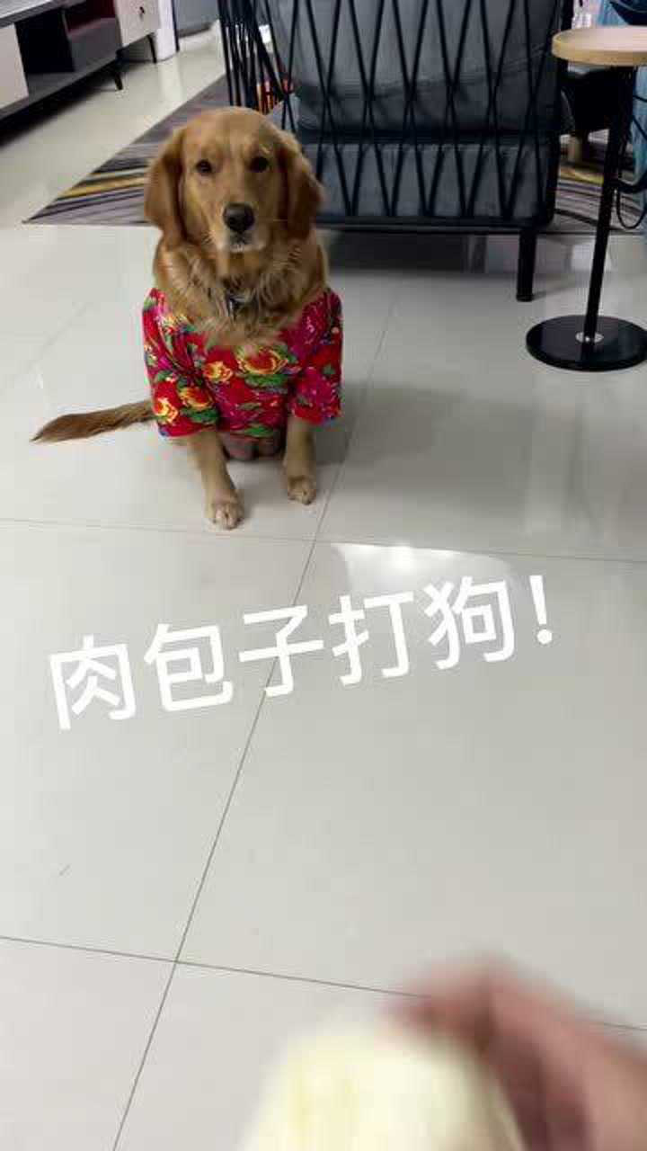 肉包子打狗的歇后语 腾讯网