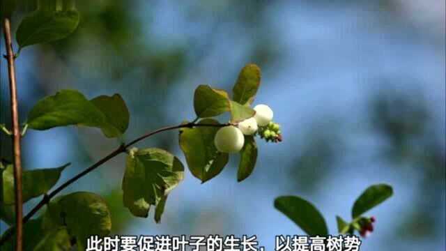 果树水溶肥怎么用效果好?水溶肥使用方法,果树水溶肥什么牌子好?