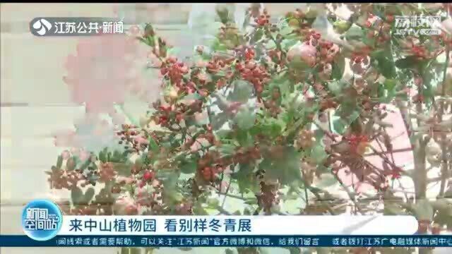 红色果实配棉花、月季……来中山植物园 看别样冬青展