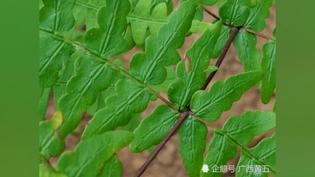 这种野生植物叫粟蕨,也叫北投羊齿,认识一下