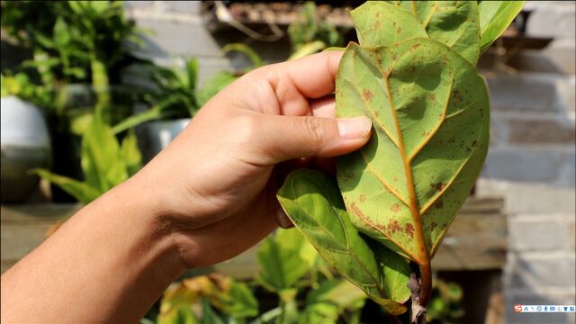 花卉叶片上“褐色”斑点,是有名的褐斑病,教你一招解决