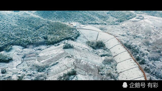 江南的初雪,绿竹白雪相映衬,美不胜收