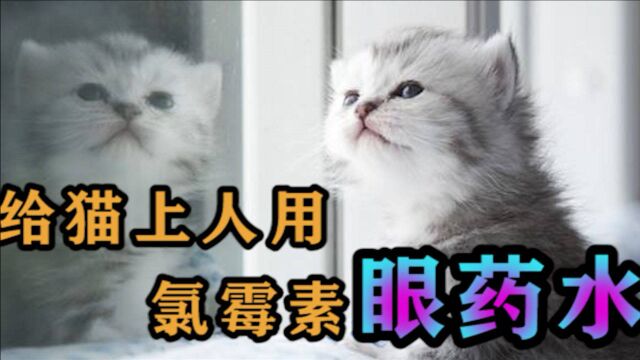 给猫上人用氯霉素眼药水