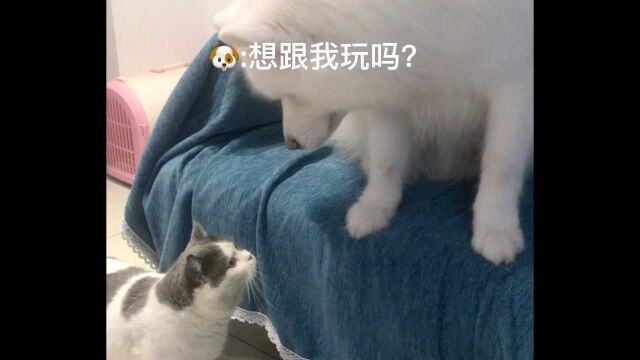 猫与狗的那些事