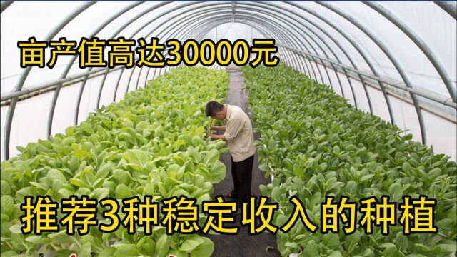 最适合农村种植这3大行业,1亩高达收入30000元,真是好项目