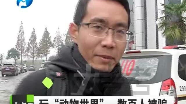 网上“买”东北虎大红鹰?几个月就赚50万?这事靠谱吗?