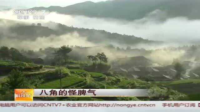 科技苑:八角养殖十分讲究,八角树必须养到山坡上海拔200米左右的高度