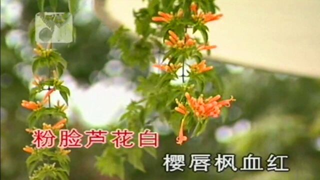 周璇《黄叶舞秋风》,怀旧经典老歌,MTV版