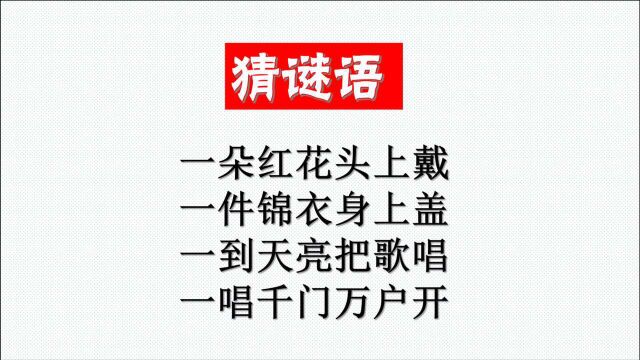 每天动动脑:一朵红花头上戴,一件锦衣身上盖,打一动物名