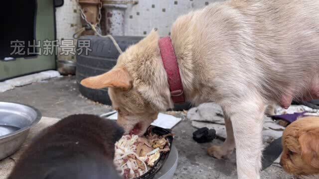 被铁链锁住的母狗太饿了!为了有奶水喂孩子,白面条也吃的吧嗒香