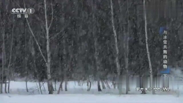 山狐有独特的本领,来捕捉在雪下的老鼠和田鼠,依靠听觉锁定方位