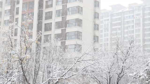 梁晓声散文里的春节:为买便宜猪肉曾在冬夜排了一夜队