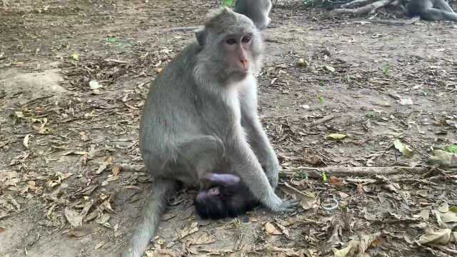 还不习惯当妈的母猴把新生猴儿丢在冰冷的地上,也不喂奶默默看着