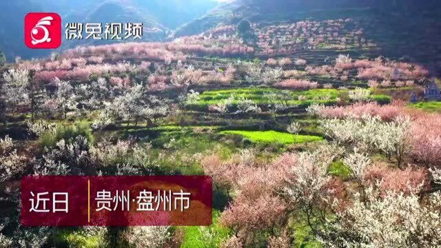 盘州市:900多亩樱桃花开满山岗