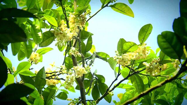 【“飞阅”中国】阳春三月 橘花飘香