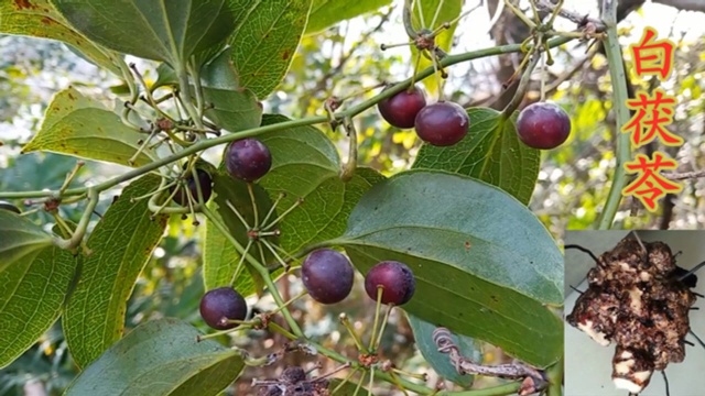 白茯苓:植物特征及功效,从这里了解