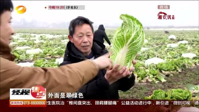 广兴洲大白菜 又脆又甜越吃越爱 远销韩国日本!