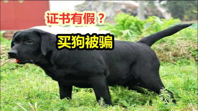 高价买赛级拉布拉多犬,一查血统证书后悔了,难倒买到了假狗?