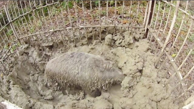 300斤野山猪被人逮到,要不是有镜头拍摄,谁能想到野猪这么聪明