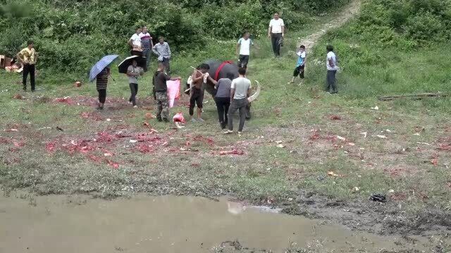 斗牛:欢迎远到而来的牛迷们拉牛来,今朝无对手,邀请人送来两只鸭回礼!