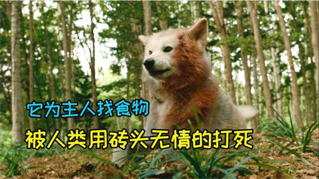 豆瓣8.3高分超强催泪,继《忠犬八公》后,秋田犬再被“封神”