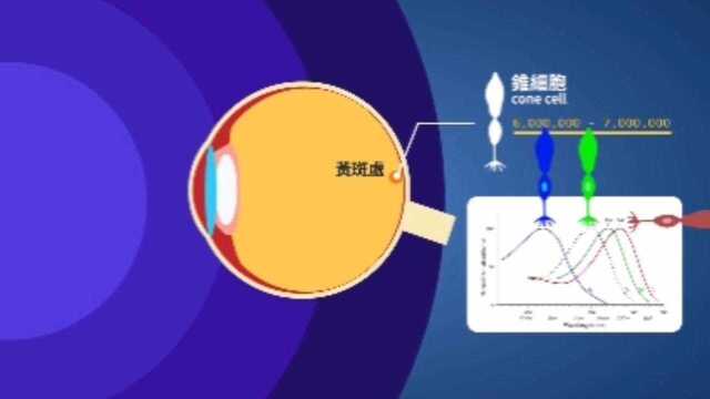 如何区分色盲色弱?