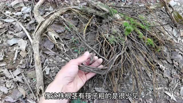 一棵木质化的“威灵仙”植物,年数已久,你们见过吗?