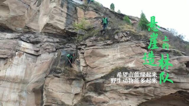 延安400米悬崖上的造林队:平均年龄超50岁,最大心愿是黄土变绿山