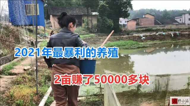 2021年最暴利养殖,2亩赚50000块,这是致富新门路