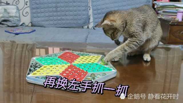 爱玩玻璃球的猫咪,霸占着跳棋盘子,你不给它玩,它也不让你玩