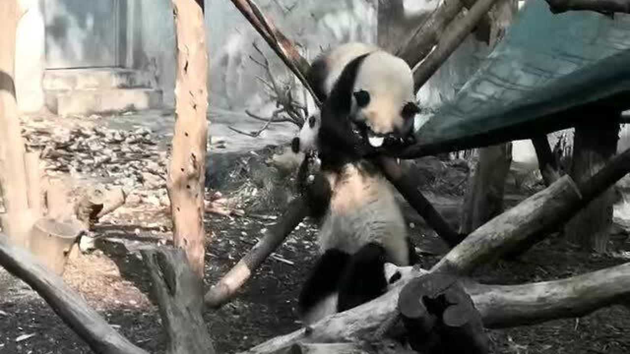 Thumbplayer Poster Plugin Image