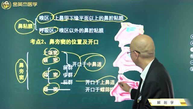 临床解剖学:鼻粘膜的呼吸区和嗅区,鼻旁窦的位置和开口.